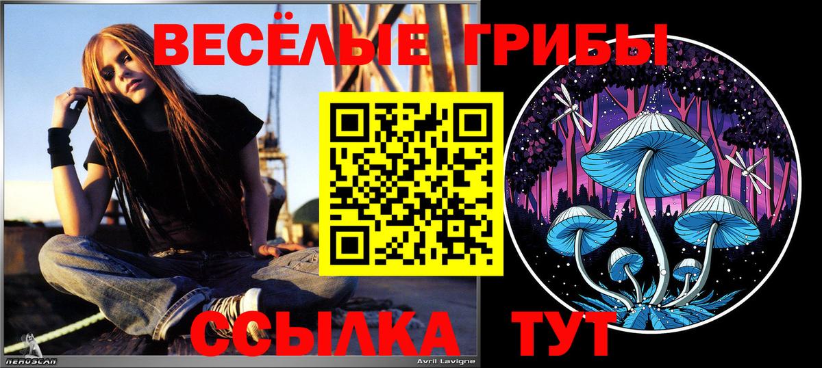 Псилоцибиновые грибы Psilocybine cubensis Лобня
